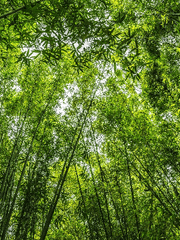 피리 부는 사내