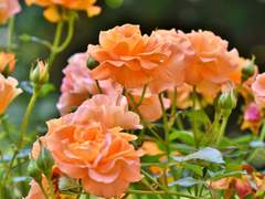 커피와 장미가 어우러지는 하루