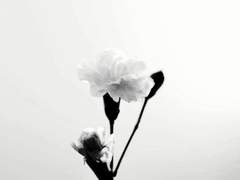 돌아오려무나 외전 上