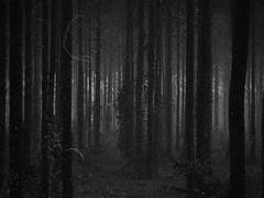 [왕샤오] 검은 숲 0.5