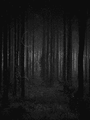 [왕샤오] 검은 숲