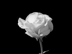 농담에 대한 답