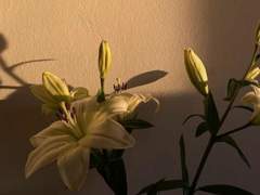 내가 하지 않으면 안 되는 것.