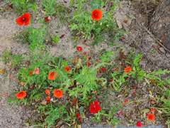 오늘의 젤리(210527)