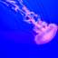 jelly_fish