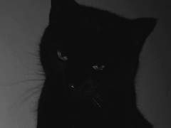 덫에 걸린 짐승을 상대하는 법