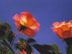 𝐒𝐨𝐦𝐞 𝐟𝐥𝐨𝐰𝐞𝐫𝐬 𝐛𝐥𝐨𝐨𝐦 𝐚𝐭 𝐧𝐢𝐠𝐡𝐭 𝐰𝐡𝐞𝐧 𝐞𝐯𝐞𝐫𝐲𝐨𝐧𝐞 𝐢𝐬 𝐚𝐬𝐥𝐞𝐞𝐩.