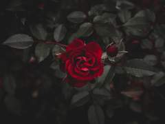 Faber est suae quisque fortunae