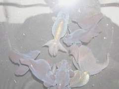 [쿠킹덤/마들에슾] 폐어 2