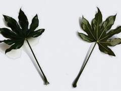 [우시히나] (썰) 여덟갈래 (中)