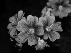 𝒈𝒆𝒓𝒂𝒏𝒊𝒖𝒎.