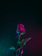 망한 연애 이야기