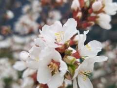 봄에 피어난 앵두꽃 두 송이