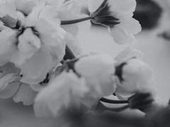 완벽의 약점은 한 떨기의 매화라.