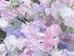 사랑하기 딱 좋은 계절