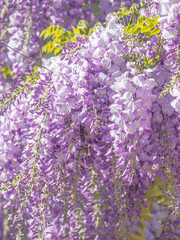 [현제유진] 구하러 왔습니다, 공주님!