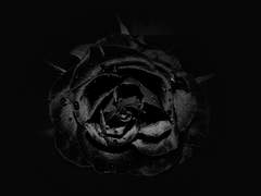 [주제/셩디] 검은 장미