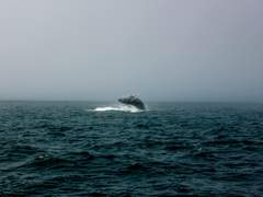 [쇼쿠헤시] 모비딕