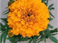 난 장미보다는 메리골드가 좋더라