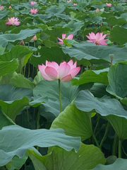 한 송이들(단편)