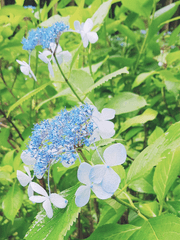 [주술회전] 비술사의 갈림길