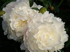 백모란의 주인 01.