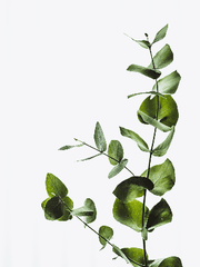 에쉐르 에피네프린