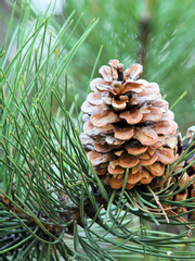 설록 명名탐정 사무소