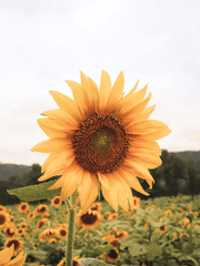 헬리오스 A. 프레테리아_1학년