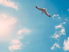 브리슈 옌 솔레이아 / 26 / XX / 교황파