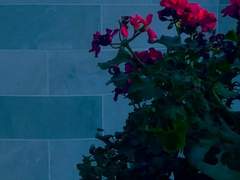 𝓐𝓻𝓲𝓼𝓽𝓪𝓻 𝓡𝓸𝓶𝓪𝓷