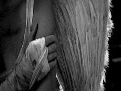 heaven knows i'm falling