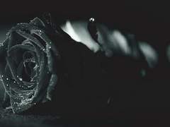 (아우로라) 녹티스