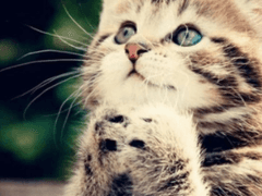 잡동사니 파크 - 실종사건