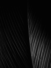 비이상적 애정론