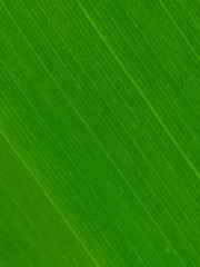 색깔로 치면 그린