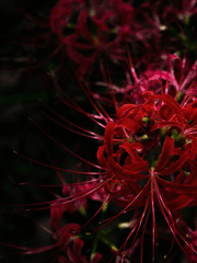 키리야 만화(백업)