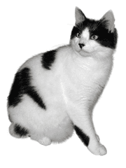 토스트인더드림