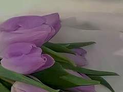 [산명] 보라색 튤립