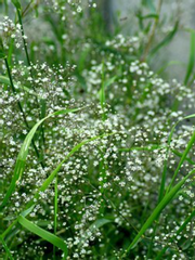 안개꽃 흐드러지던 날에