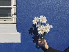 1ㅣthe perks of being a wallflower