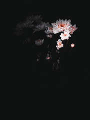 주술회전 드림 [망한 사랑]