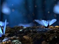 Occurs/26/Xy/크로커스