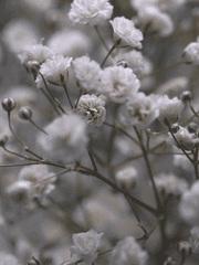 멸망하는 세계에서 당신에게 사랑을,