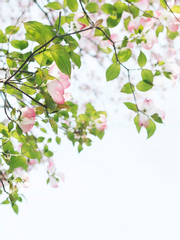 처음과 같이 이제와 항상 영원히