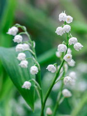 맹독성 오아시스