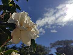 나의 마른가지 뻗어