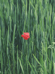 하이큐 드림 망상