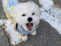 기저귀찬강아지