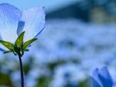 그 날 밤 꽃은 피어올랐다